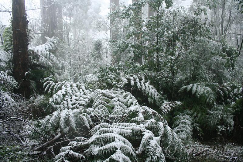 Snow on tree ferns, Sassafras IMG_7647.JPG